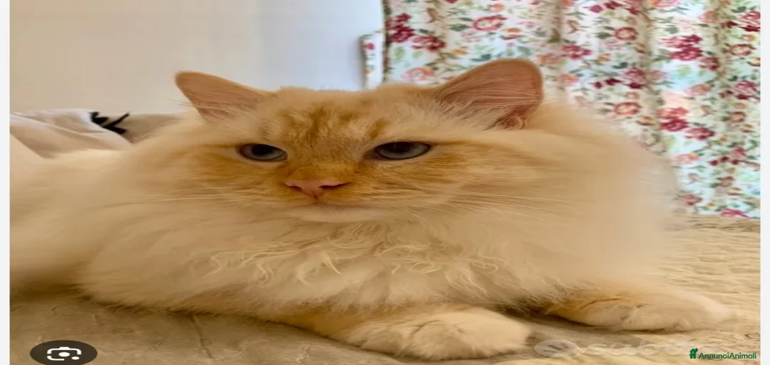 Immagine della galleria {{count}}