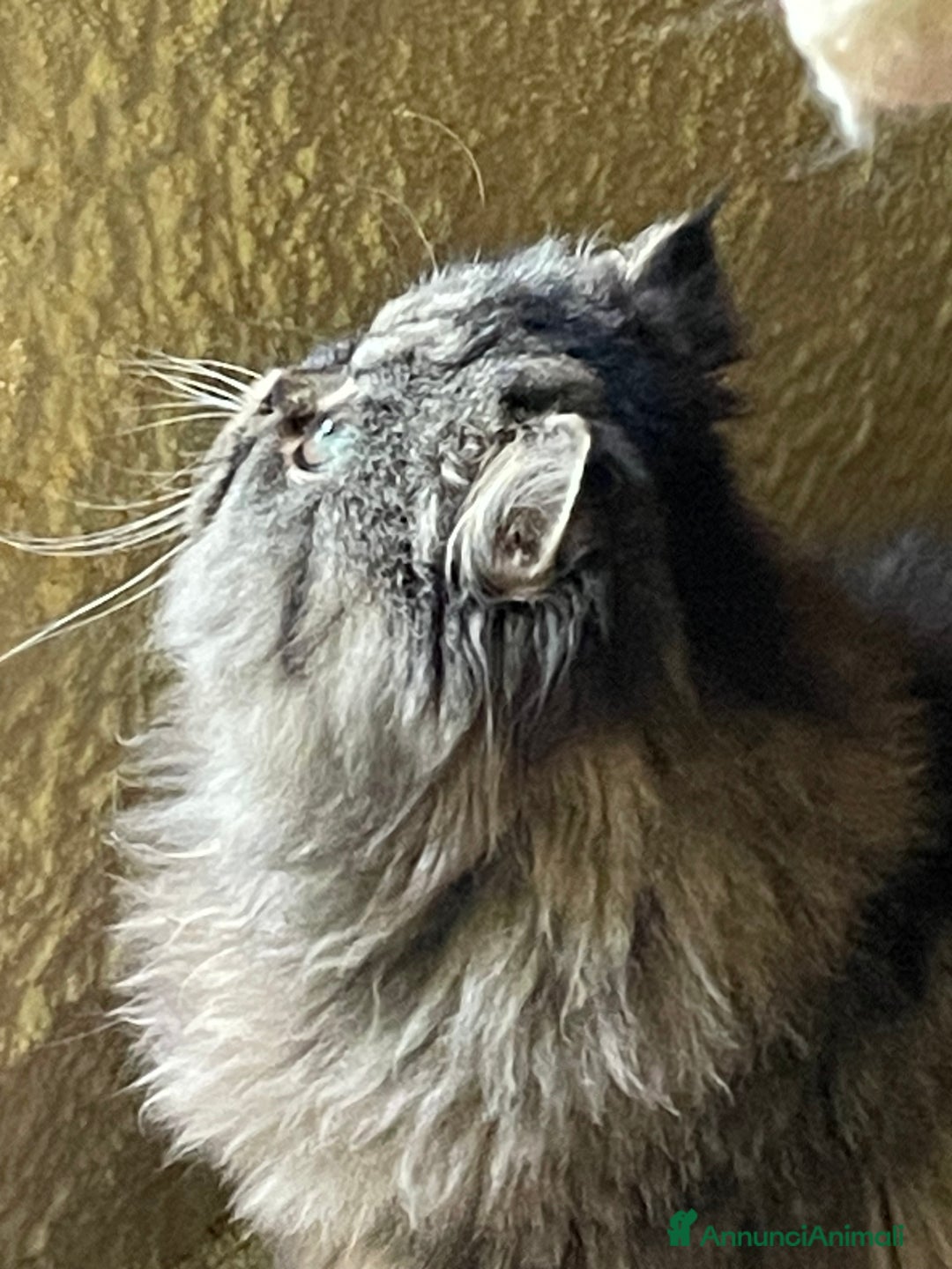 Persiano gatti in vendita: gatto persiano tabby con pedigree - Annuncio 14