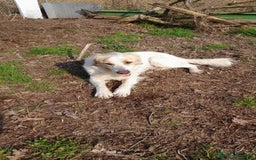 Altre razze cani in regalo: CAGNOLINO AMOREVOLE a Provincia di Modena - Immagine 7