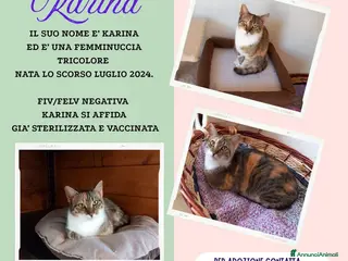 Europeo gatti Karina, splendida micia in adozione! - Annuncio 27