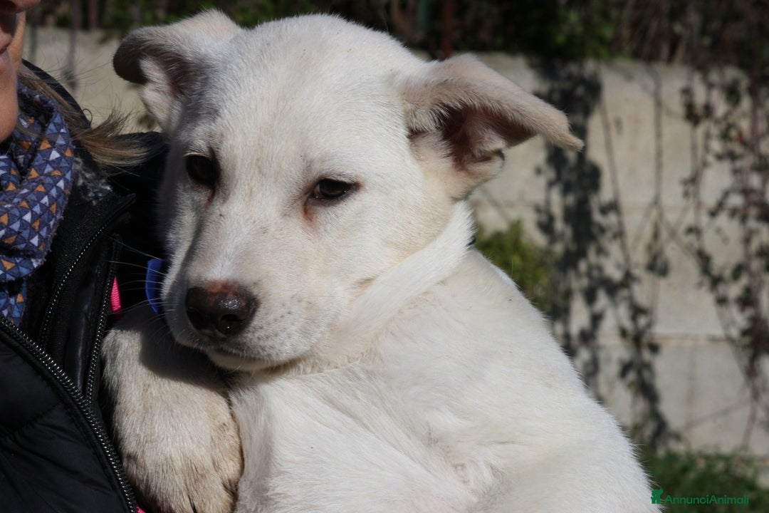 Meticcio cani in regalo: Mario mix akita in adozione  - Annuncio 5