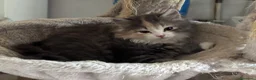 Siberiano gatti in vendita: Freya, bellissima gattina siberiana - Annuncio 5