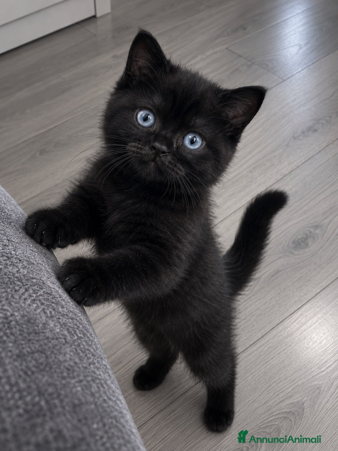 British gatti British shorthair  - Annuncio 34
