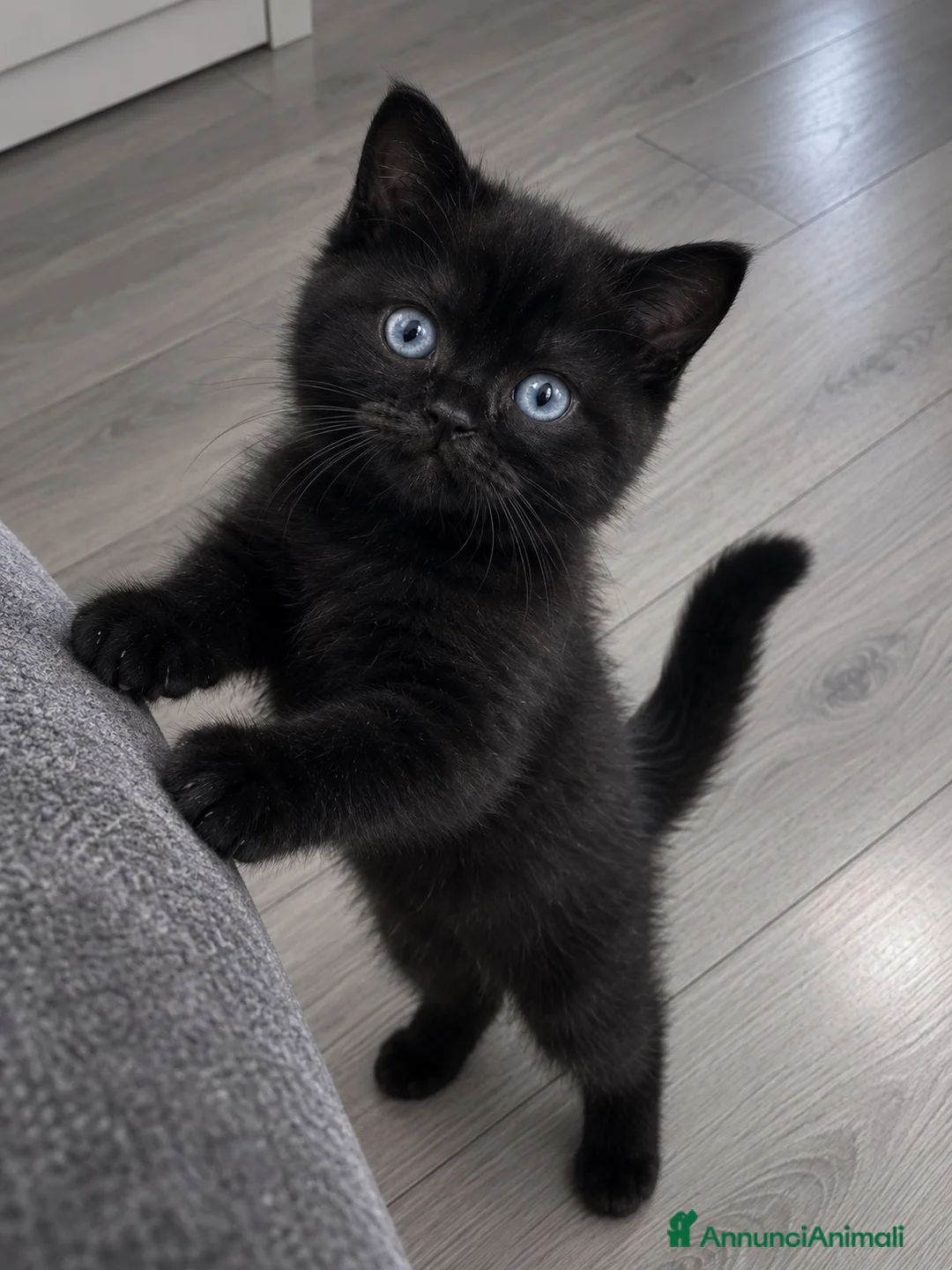 British gatti in vendita: British shorthair  - Annuncio 1