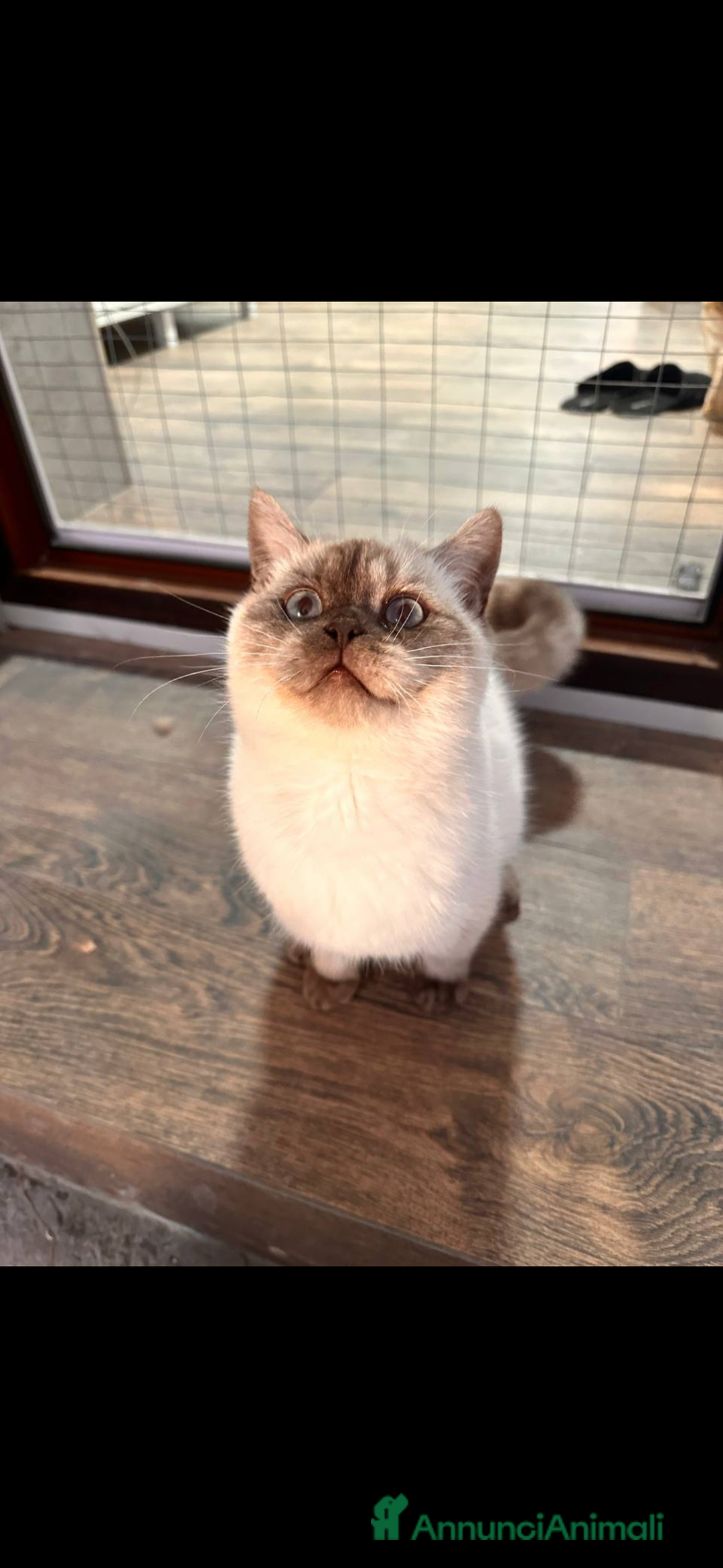 Scottish gatti in vendita: Scottish straight  - Annuncio 3