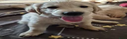 Golden Retriever cani in vendita: Cucciolo golden retriever con pedigree  - Annuncio 4