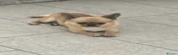 Chihuahua cani in vendita: Chihuahua pelo corto - Annuncio 2