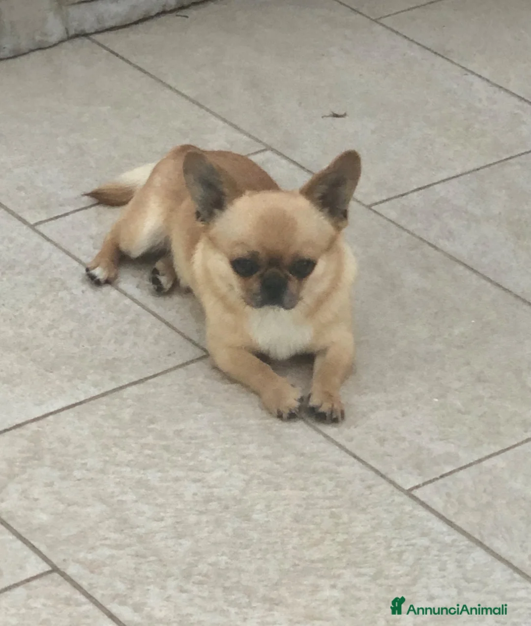 Chihuahua cani in vendita: Chihuahua pelo corto - Annuncio 2