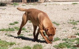 Meticcio cani in regalo: ADOTTA IL TENERO CORFU' a Città metropolitana di Milano - Immagine 3