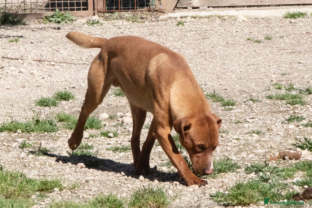 Meticcio cani in regalo: ADOTTA IL TENERO CORFU' a Città metropolitana di Milano - Immagine 3