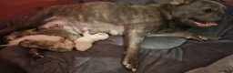 Bulldog Francese cani in vendita: Bulldog esotiche - Annuncio 7