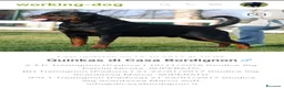 Rottweiler cani in vendita: Disponibili cucciolo Rottweiler - Annuncio 19
