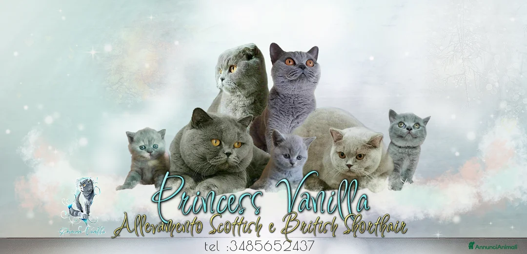 Immagine della galleria {{count}}