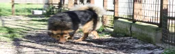 Meticcio cani in regalo: enza in adozione - Annuncio 3