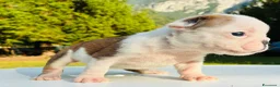 Bulldog cani in vendita: Cuccioli Bulldog Inglese - Annuncio 23