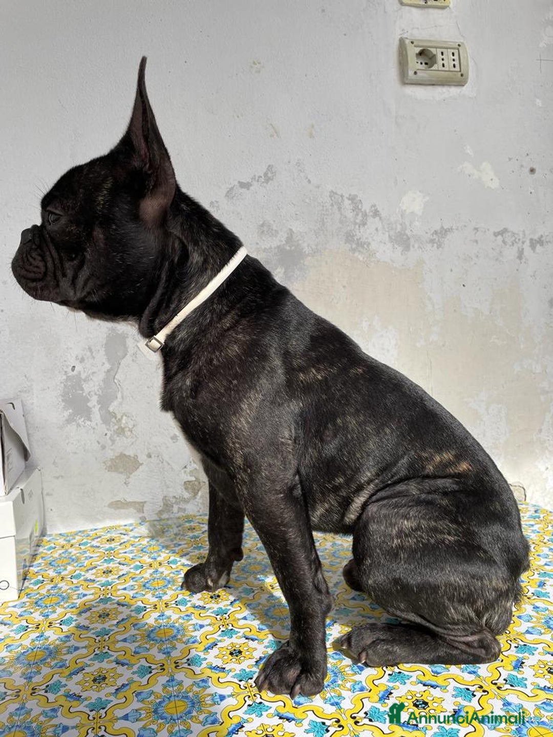 Bulldog Francese cani per accoppiamento: Disponibile bulldog francese per monta bringee  - Annuncio 4