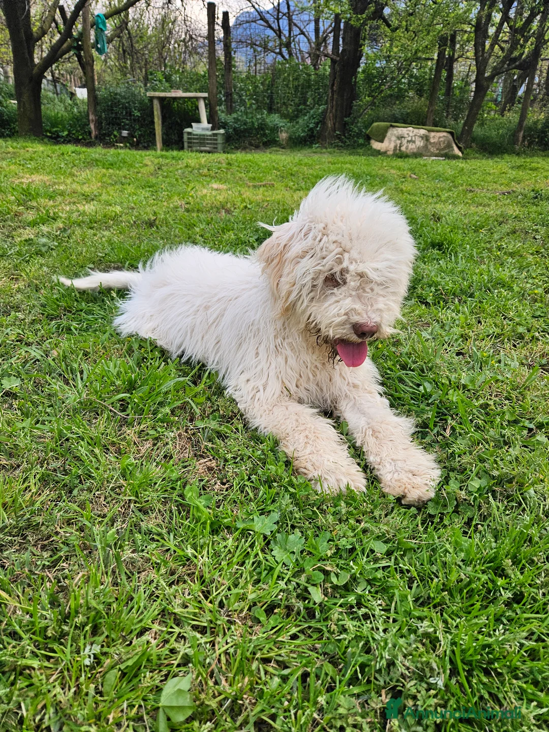 Lagotto cani in vendita: Cucciolo di Lagotto Romagnolo con pedigree  - Annuncio 7