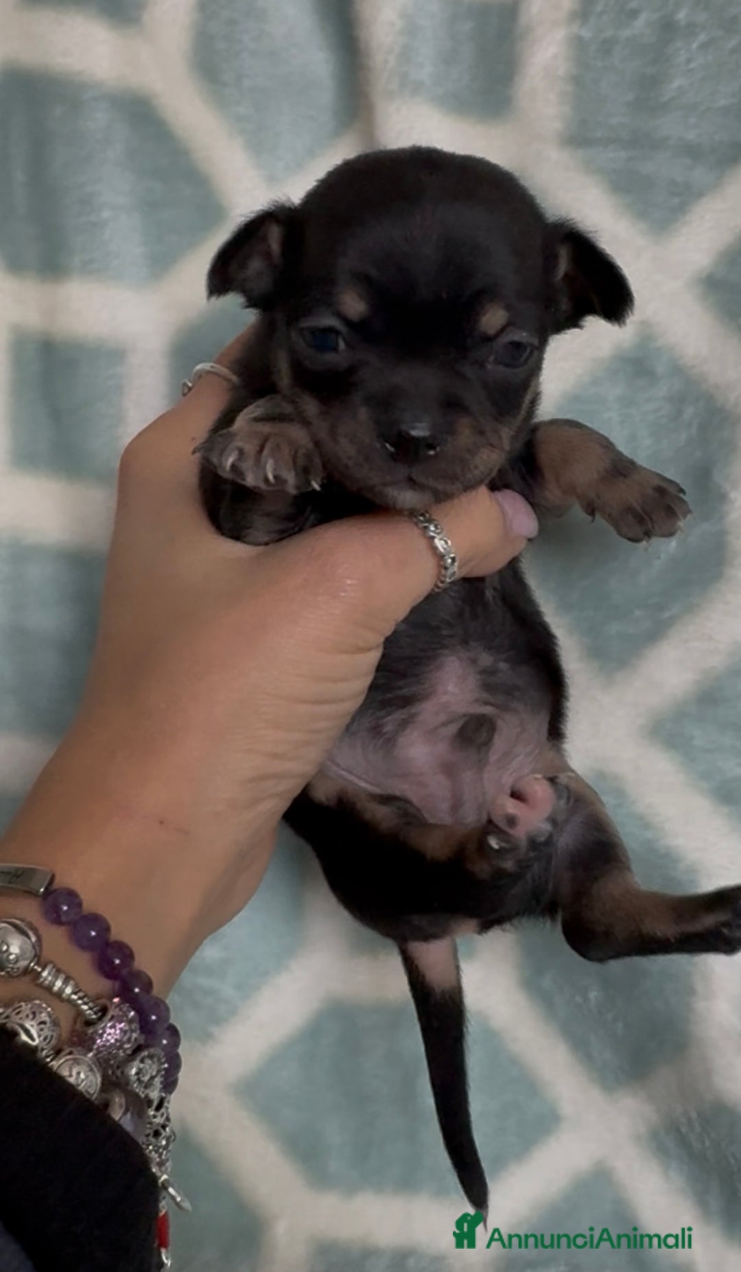 Chihuahua cani in vendita: Chihuahua  - Annuncio 3