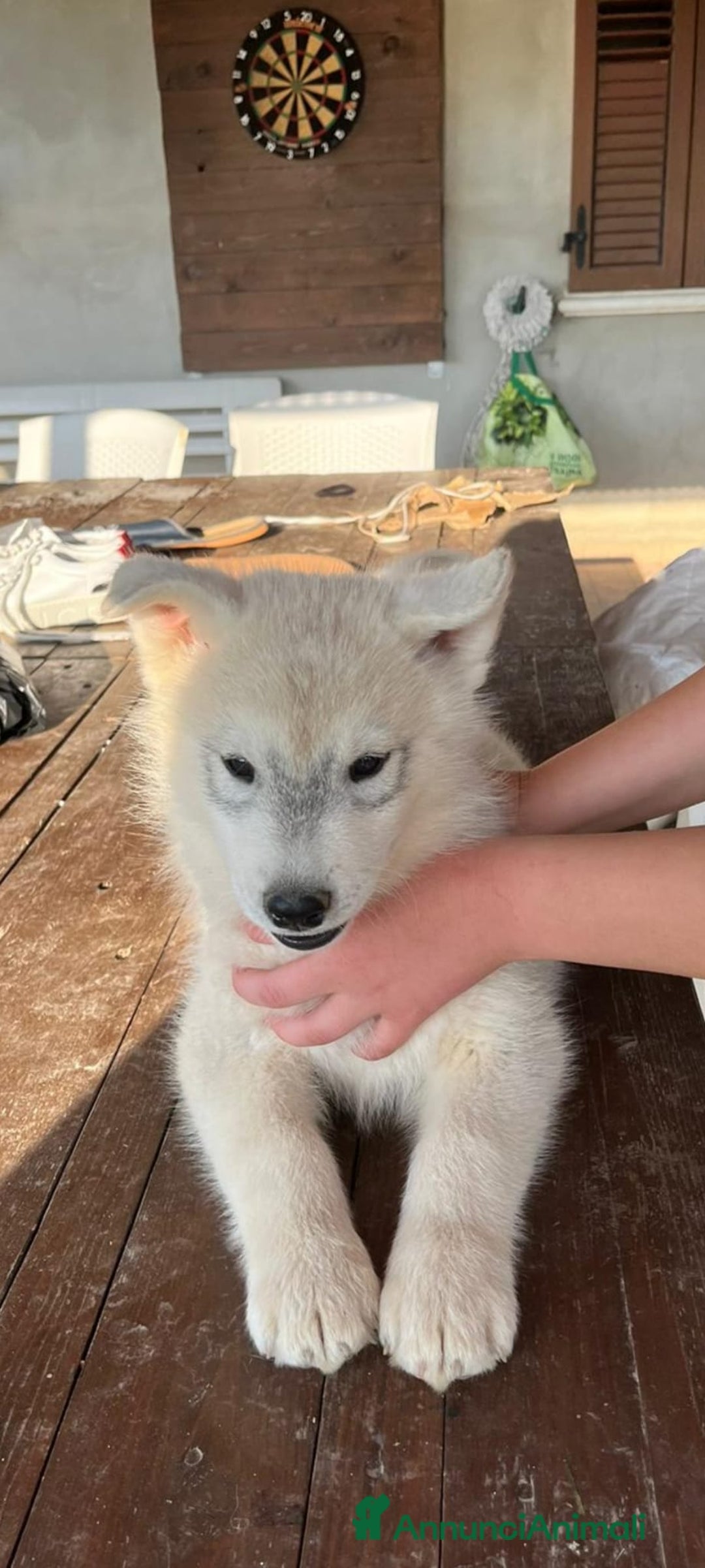 Husky cani per accoppiamento: Husky Siberiano con pedigree cerca fidanzata - Annuncio 9