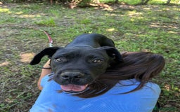 Cane Corso cani in regalo: ULLI, cucciolone CANE CORSO! Stupendo - Immagine 7