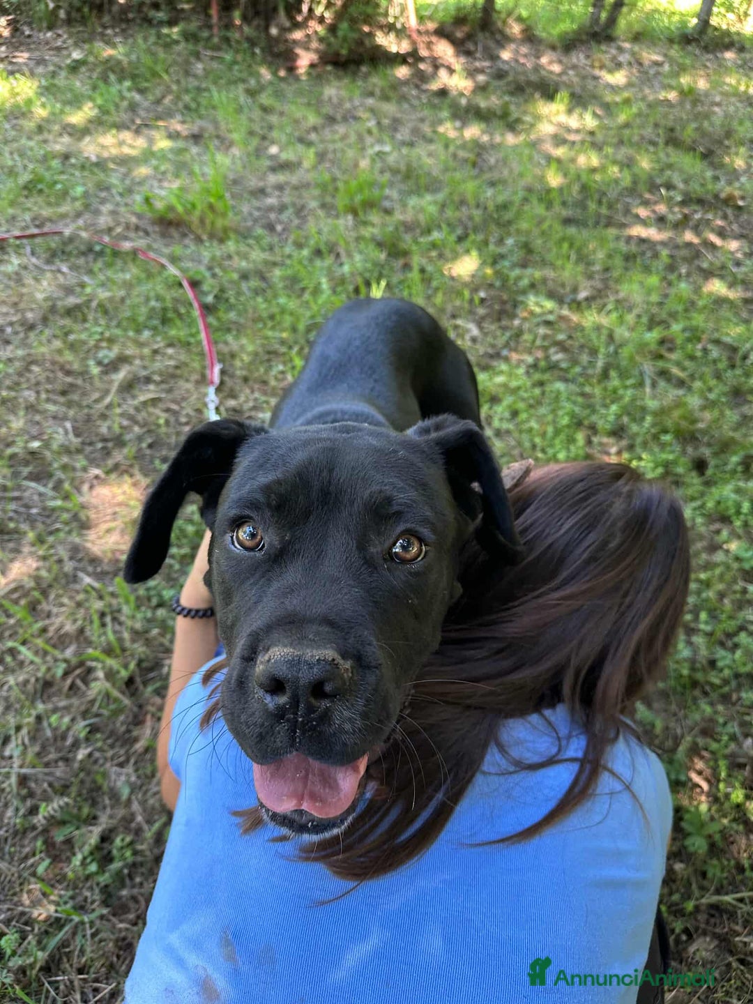 Cane Corso cani in regalo: ULLI, cucciolone CANE CORSO! Stupendo - Immagine 7