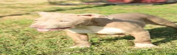 Pitbull cani in vendita: Cuccioli di Pit Bull anche a rate - Annuncio 30