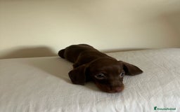 Bassotto cani in vendita: Bassotto chocolate a Città Metropolitana di Napoli - Immagine 4