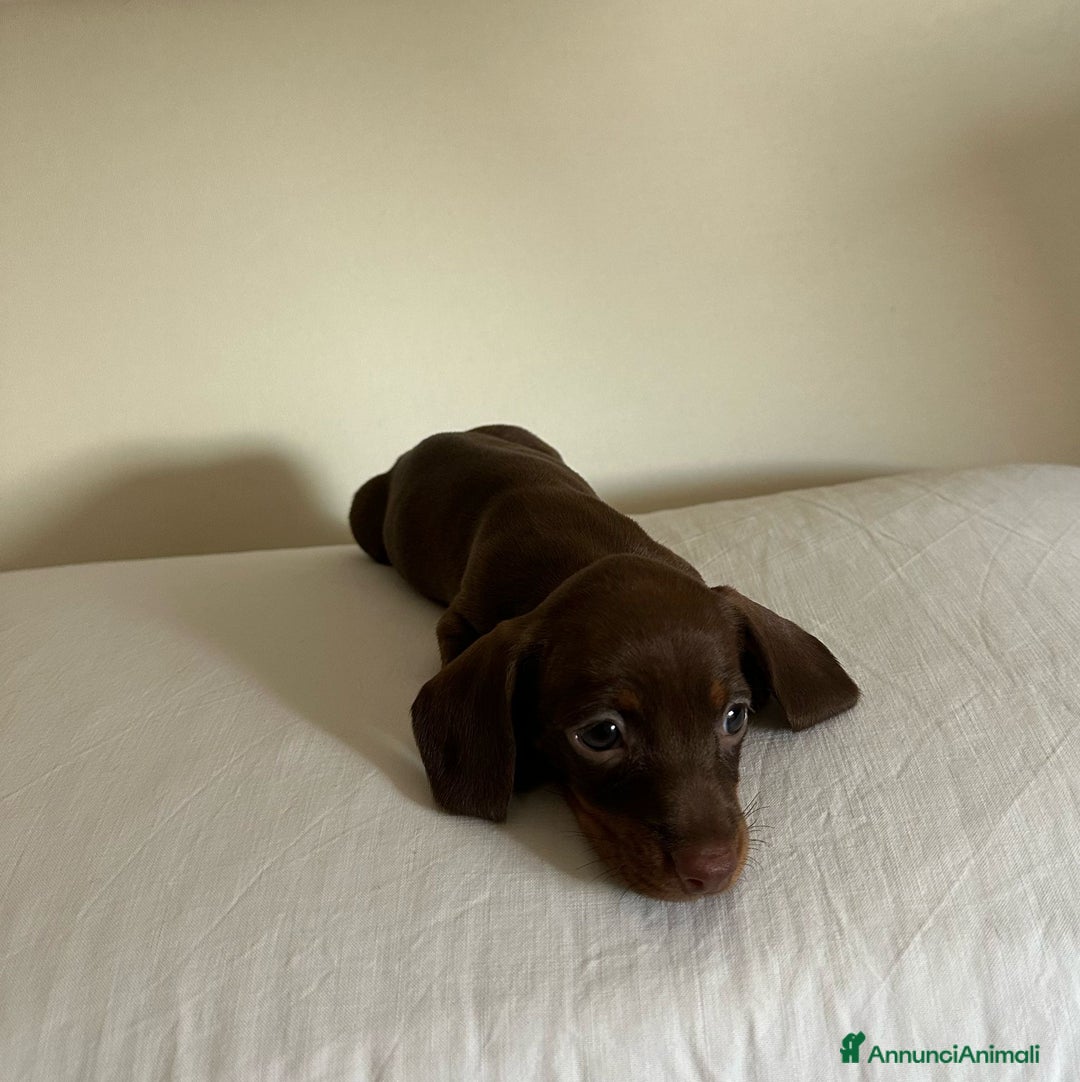 Bassotto cani in vendita: Bassotto chocolate a Città Metropolitana di Napoli - Immagine 4