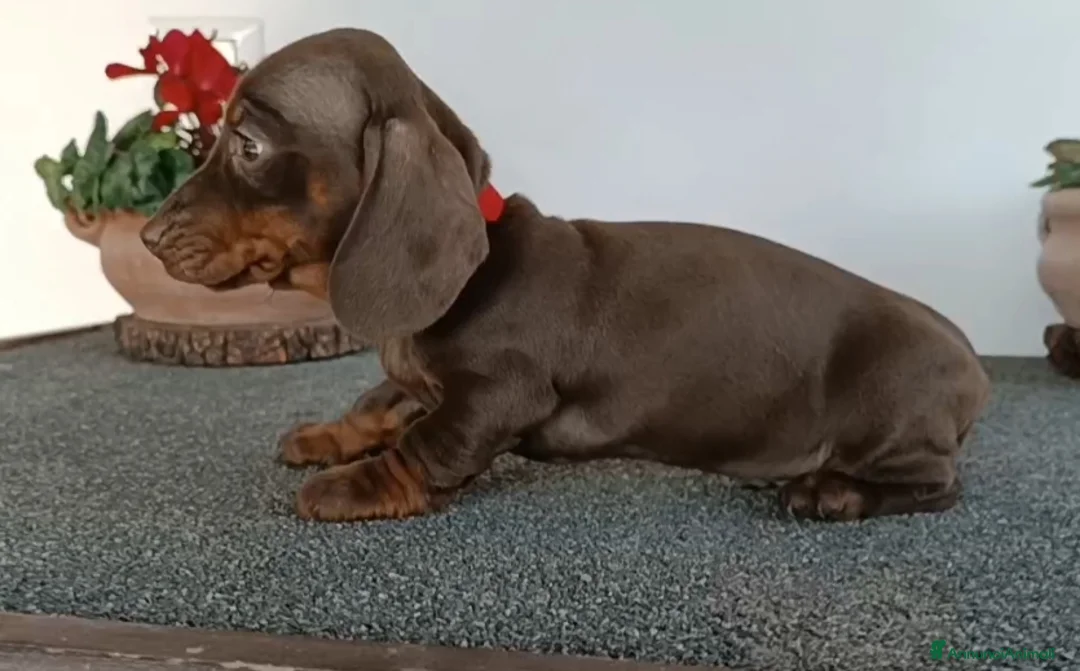 Bassotto cani in vendita: Cucciolo di bassotto con Pedigree.  - Annuncio 2