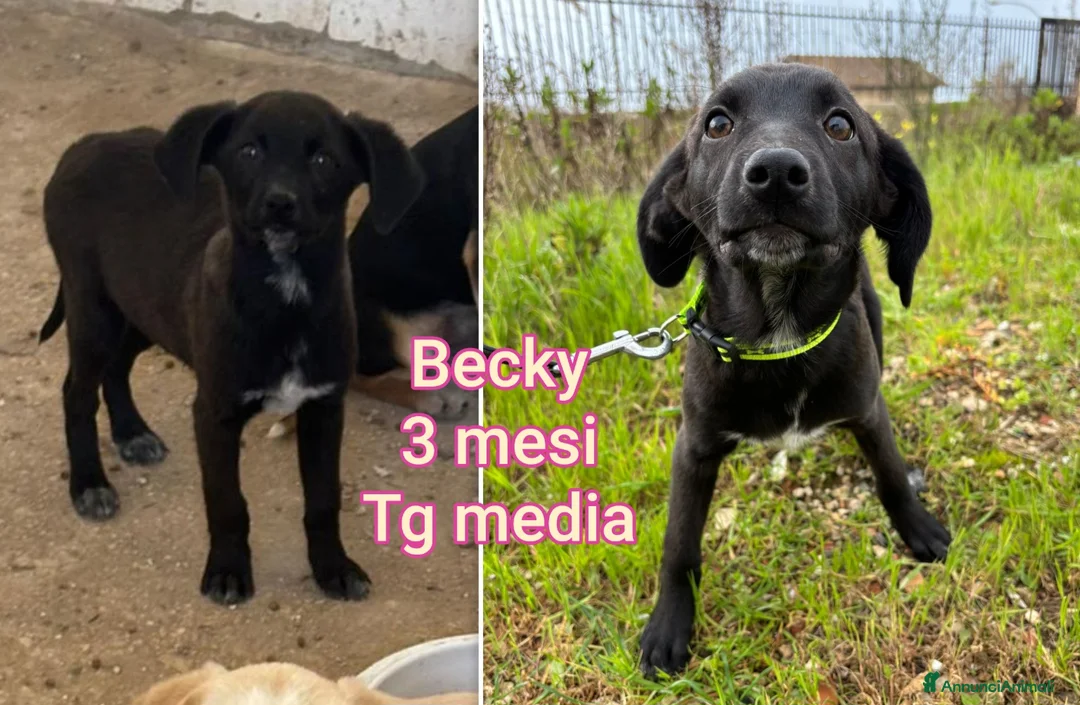 Meticcio cani in regalo: CUCCIOLI TENERISSIMI SENZA CASA a Provincia di Modena - Annuncio 11