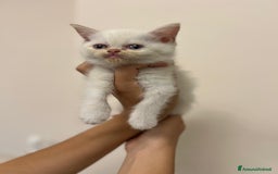 Scottish gatti in vendita: Affettuosi cuccioli Scottish foldex shorthair a Provincia di Rimini - Immagine 5