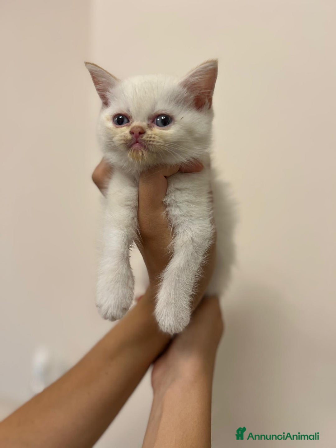 Scottish gatti in vendita: Affettuosi cuccioli Scottish foldex shorthair a Provincia di Rimini - Immagine 5