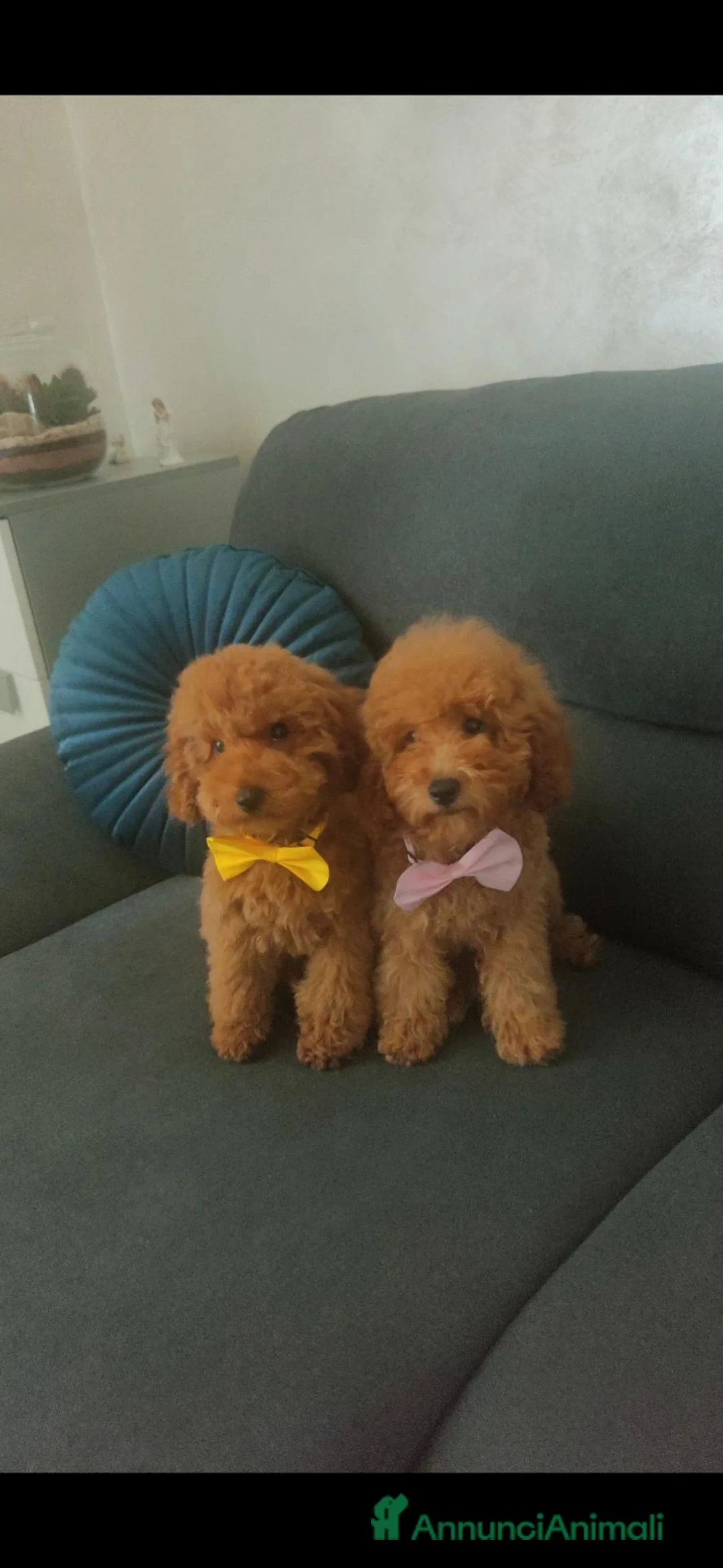 Barboncino cani in vendita: Barboncino nano - Annuncio 3