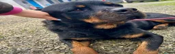 Rottweiler cani in regalo: Ares: 7 anni, Rottweiler equilibrato, socievole  a Città Metropolitana di Genova - Annuncio 23
