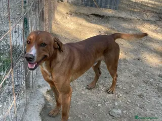 Meticcio cani ADOTTA IL TENERO E SIMPAIìTICO CORFU' - Annuncio 3
