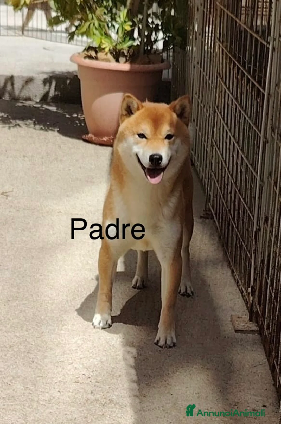 Shiba Inu cani in vendita: Shiba inu cucciole con pedigree  - Annuncio 7