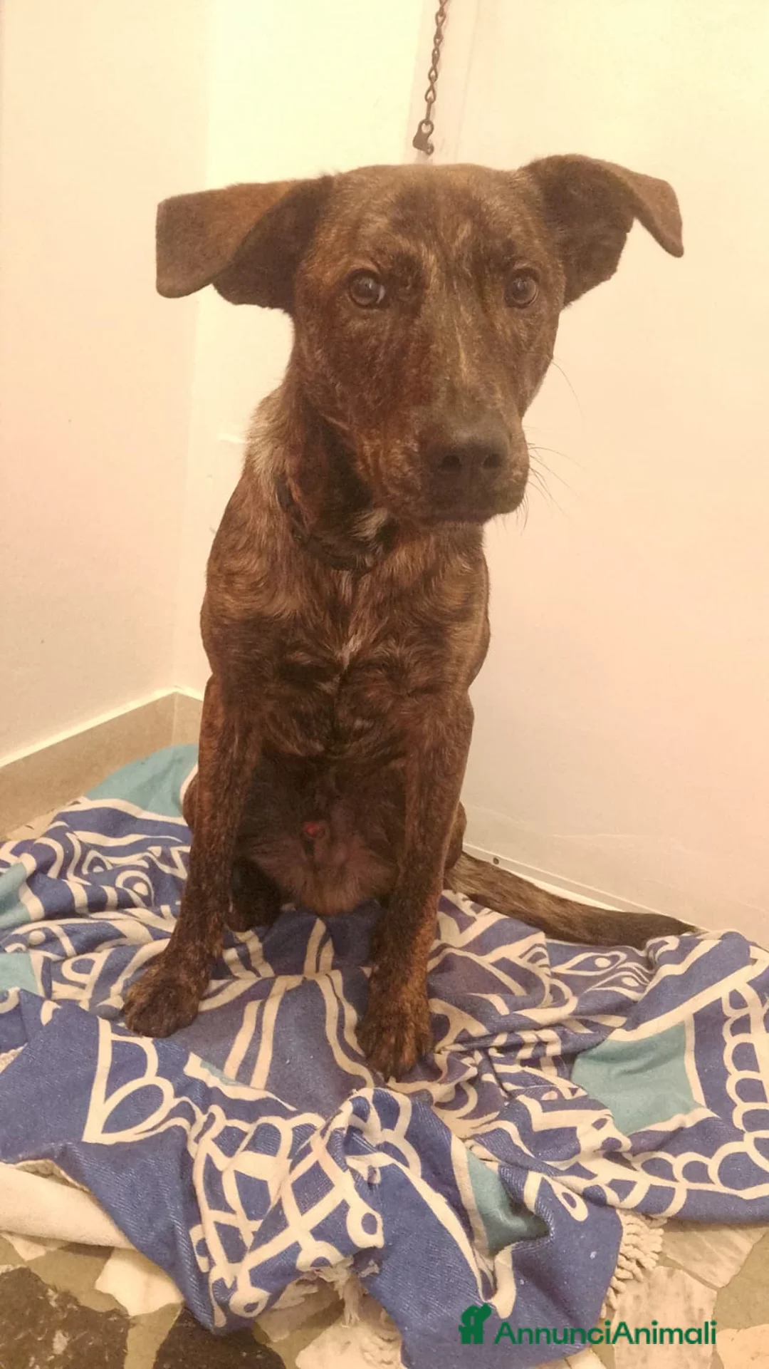 Meticcio cani in regalo: regalo cucciolo 8 mesi da adottare con urgenza - Annuncio 3