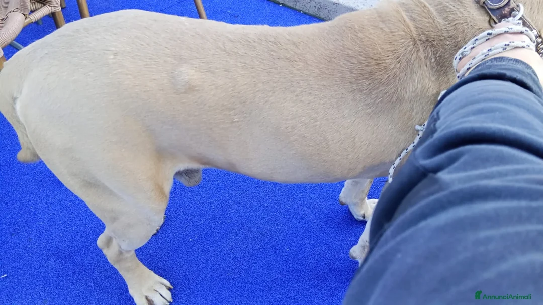 Cane Corso cani in regalo: Cane corso - Annuncio 2
