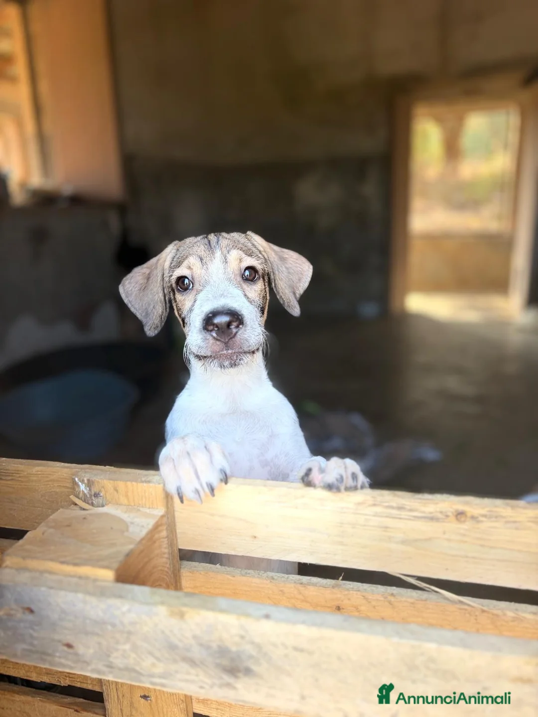 Meticcio cani in regalo: Leon e Byron 4mesi e 1/2 tg media SOS SIRACUSA - Annuncio 8