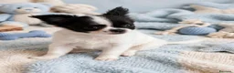 Chihuahua cani in vendita: Maschietto pelo lungo  - Annuncio 8