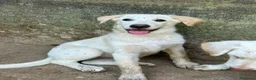 Meticcio cani in regalo: Vera sorride e cerca casa 🏡 a Città metropolitana di Milano - Annuncio 3