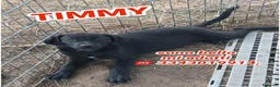 Meticcio cani in regalo: TIMMY 💙 pronto a crescere insieme a te 🙏🏻 a Provincia di Monza e della Brianza - Annuncio 1