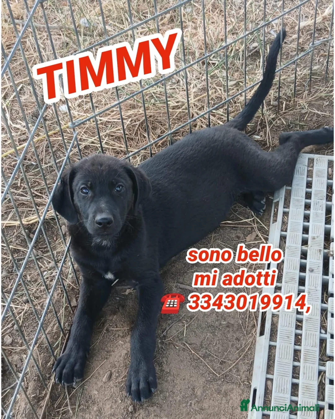 Meticcio cani in regalo: TIMMY 💙 pronto a crescere insieme a te 🙏🏻 a Provincia di Monza e della Brianza - Annuncio 1