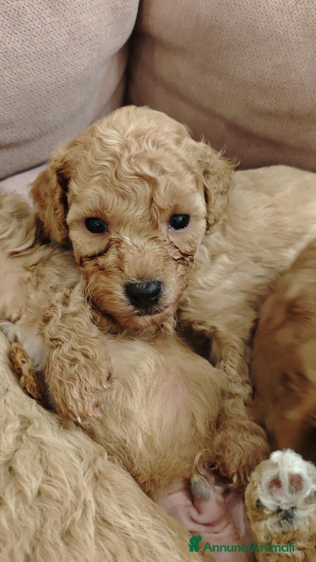 Barboncino cani in vendita: Cucciolata casalinga  - Annuncio 1