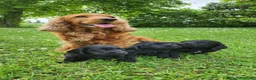 Cocker cani in vendita: Cuccioli di cocker a Provincia di Padova - Annuncio 1