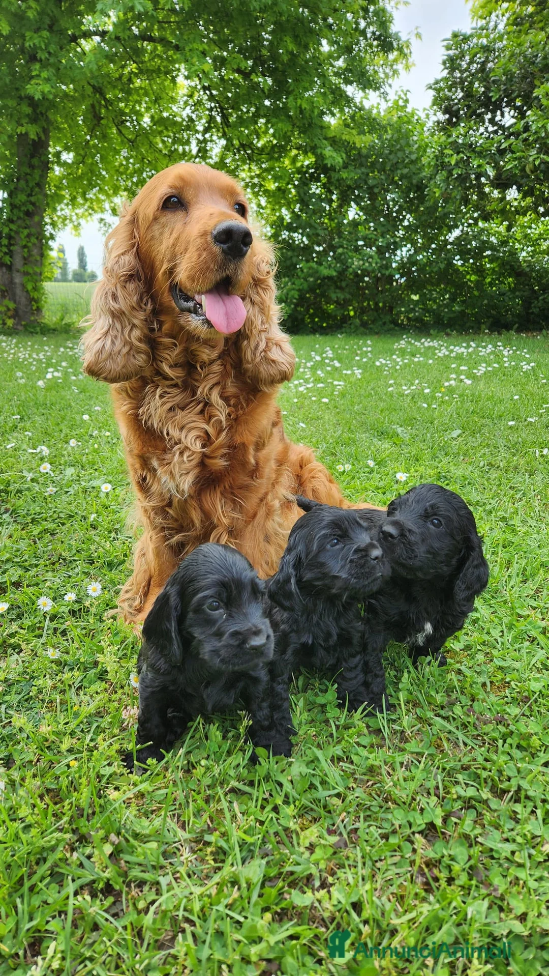 Cocker cani in vendita: Cuccioli di cocker a Provincia di Padova - Annuncio 1