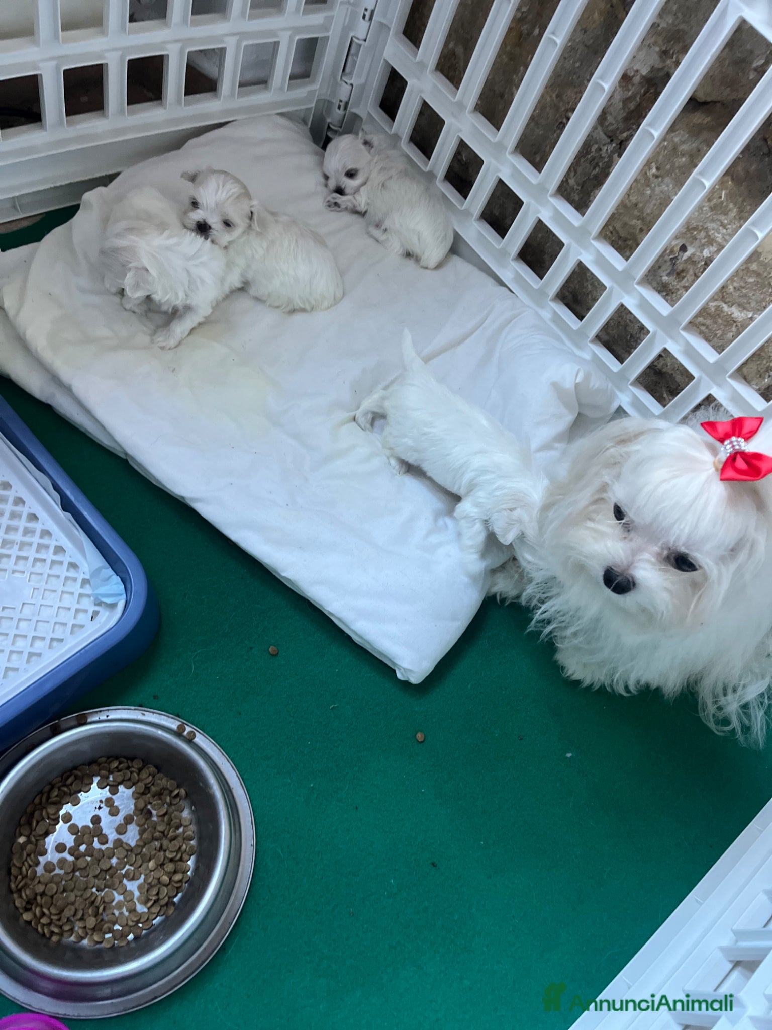 Maltese cani Maltese x pasqua  - Annuncio 2