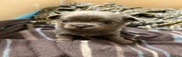 Chihuahua cani in vendita: Cuccioli Maschi Chihuahua a Provincia di Brescia - Annuncio 4