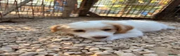 Meticcio cani in regalo: LA PICCOLA MIA a Città metropolitana di Milano - Annuncio 7