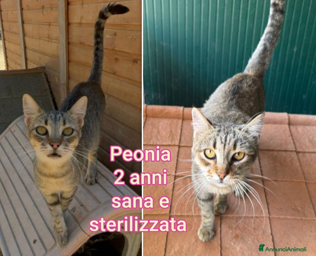 Europeo gatti in regalo: GATTINI ESCLUSI DA TUTTI  - Annuncio 7